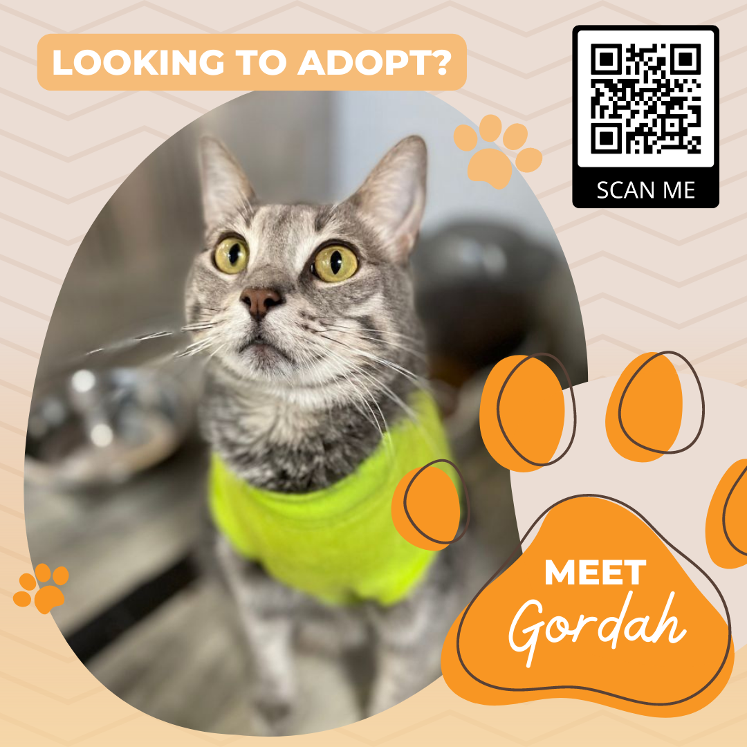 National Adopt a Shelter Pet Day – Cat Adoption Sponsorship